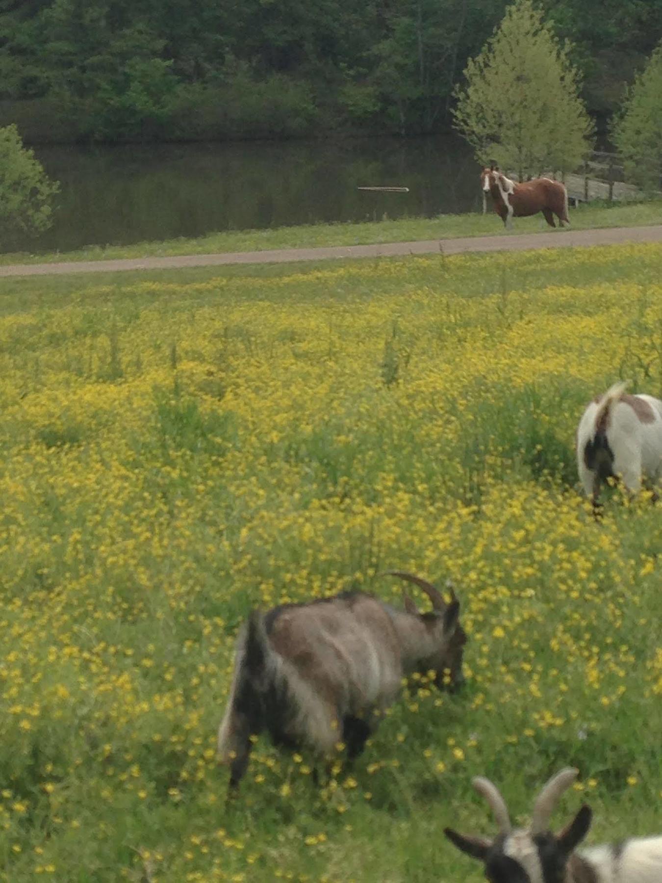 Meadow View Farm Bed & Breakfast 에르난도 외부 사진